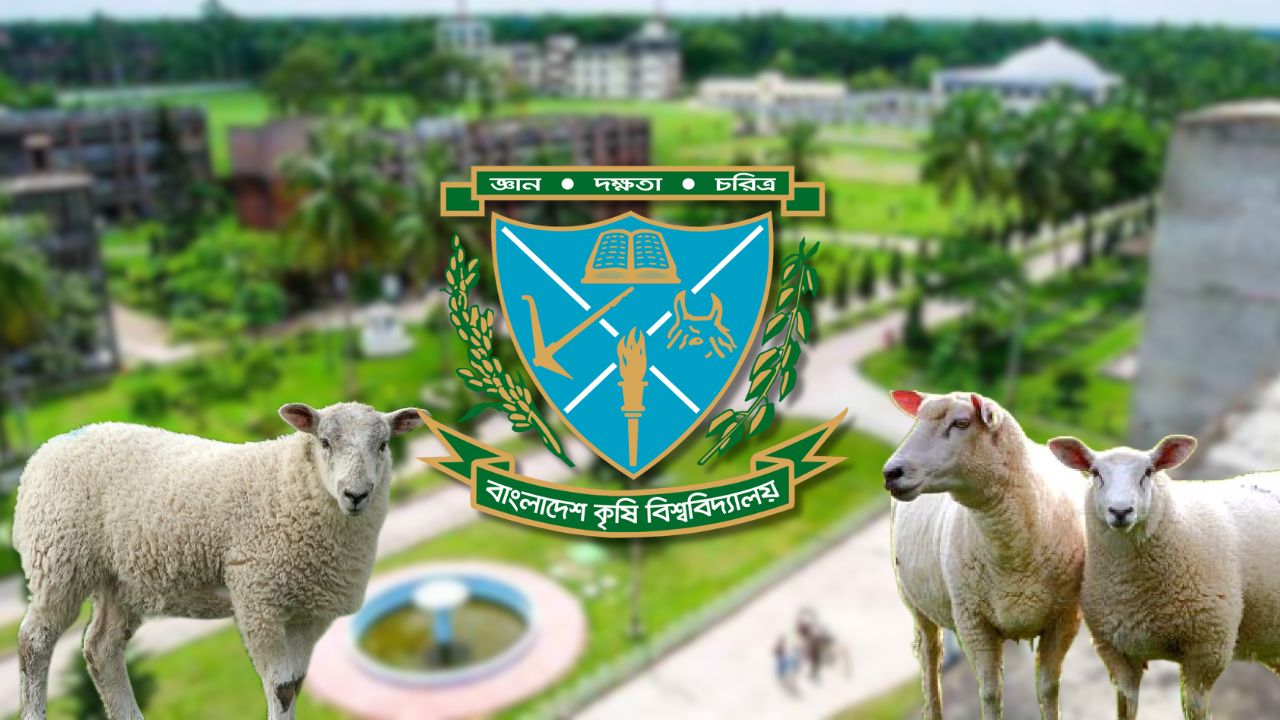 বাকৃবিতে গবেষণার জন্য আনা উন্নত জাতের ১৪ ভেড়া চুরি